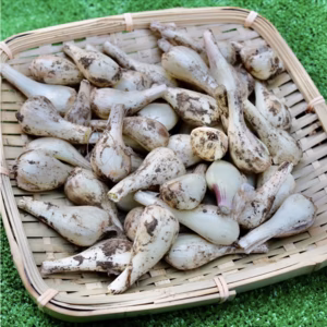 【6月中旬から出荷予定】熊本県産 泥付きらっきょう　農薬化学肥料不使用