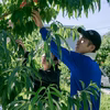【家庭用】旬の桃 7月（白桃）／8月（黄桃） 2回定期便☆