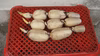生命力あふれる木更津レンコン（子バス）１kg　今が最盛期！